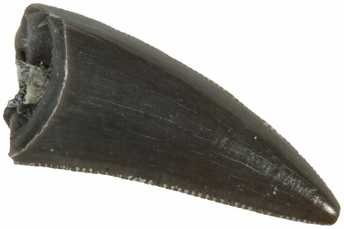Serrated, Triassic Reptile (Postosuchus?) Tooth - Arizona #231174
